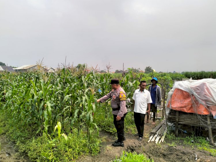 Bhabinkamtibmas Desa Gamping Tinjau Perkembangan Tanaman Jagung dalam Rangka Dukung Program Ketahanan Pangan Nasional